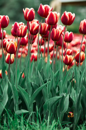 Incredibly beautiful spring landscape with rows of red tulipsの写真素材