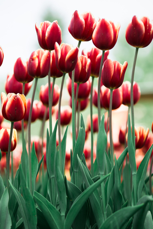 Incredibly beautiful spring landscape with rows of red tulipsの写真素材