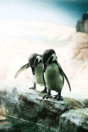 A penguin in a zoo staring at the camera with other penguins in the backgroundの写真素材