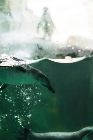 A penguin in a zoo staring at the camera with other penguins in the backgroundの写真素材