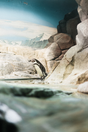 A penguin in a zoo staring at the camera with other penguins in the backgroundの写真素材
