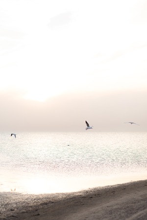 Beautiful landscape with flock of seagulls flying over the seaの写真素材