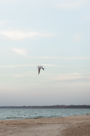 Beautiful landscape with flock of seagulls flying over the seaの写真素材