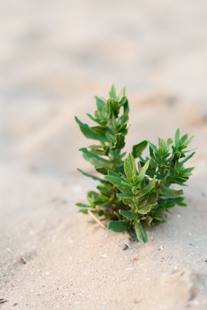 Sand dune and sea grass in front of the ocean, flowers green on sandの写真素材