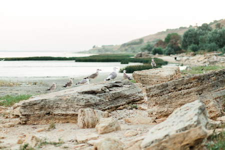 Beautiful landscape with flock of seagulls flying over the seaの写真素材
