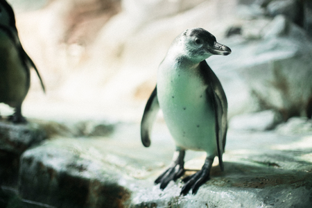 A penguin in a zoo staring at the camera with other penguins in the backgroundの写真素材