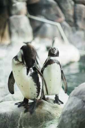 A penguin in a zoo staring at the camera with other penguins in the backgroundの写真素材