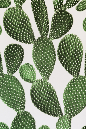 Green cactus surface. Use for texture or background on wall