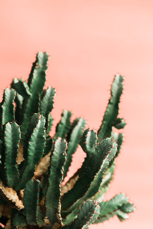 Green cactus on pink background natural light. Minimal creative styleの写真素材