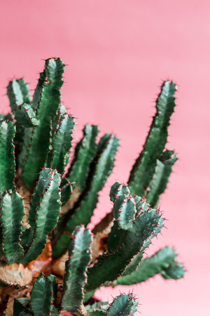 Green cactus on pink background natural light. Minimal creative styleの写真素材