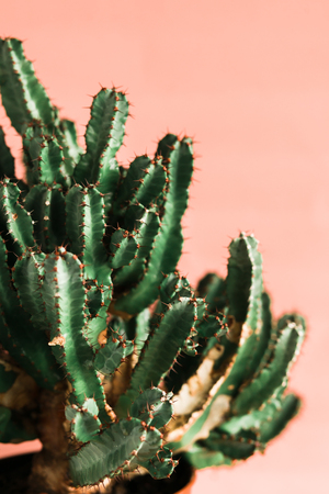 Green cactus on pink background natural light. Minimal creative styleの写真素材