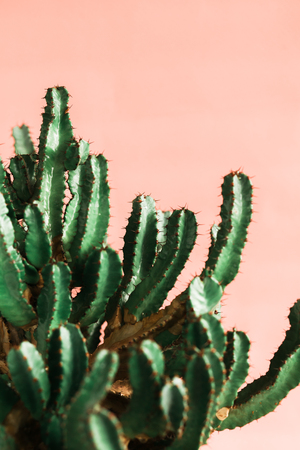 Green cactus on pink background natural light. Minimal creative styleの写真素材