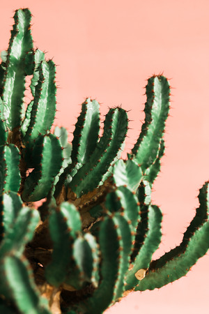 Green cactus on pink background natural light. Minimal creative styleの写真素材