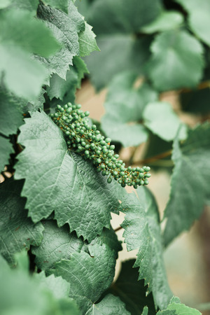 Grape leaves, raw material of various dishes of Arab and Jewish cuisineの写真素材