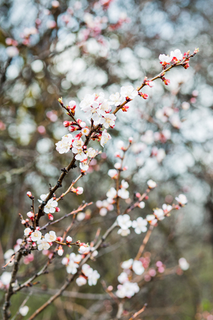 Beautiful flowering apricot tree in spring time in forestの写真素材