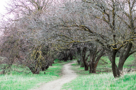 spring forest, trees without leaves and green grass, nature landscape