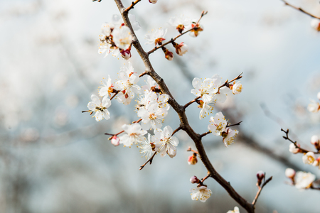 Beautiful flowering apricot tree in spring time in forestの写真素材
