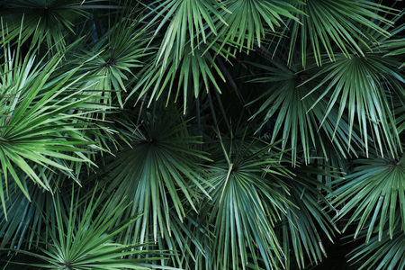 Tropical palm leaves, floral pattern background, real photoの写真素材