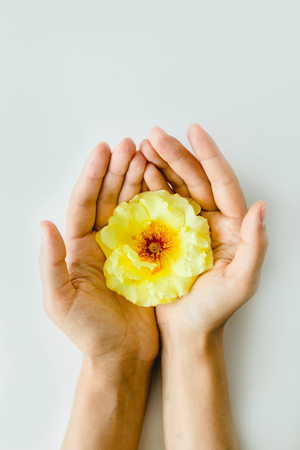 perfect yellow rose in hands on white background, nature flowerの写真素材