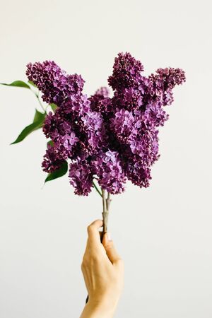 hand holding a branch of beautiful purple lilacの写真素材
