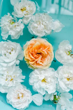 stunning floral texture of roses in water on blue background, nature flowersの写真素材