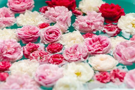 stunning floral texture of colorful roses in water on blue background, nature flowers