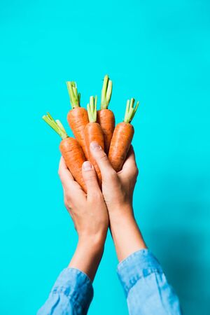 A bunch of fresh carrots in hand on blue background. Rustic style. Farming.の写真素材