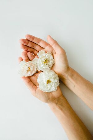 perfect white roses in hands on white background, nature flowerの写真素材