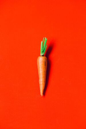 A few fresh carrots on red background. Rustic style. Farming.の写真素材