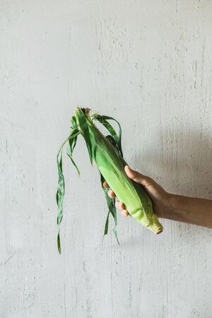 Freshly Picked Corn On The Cob in hand on grey background