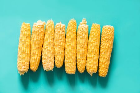Freshly harvested corn on the cob on a blue background