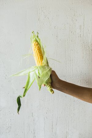 Freshly Picked Corn On The Cob in hand on grey backgroundの写真素材