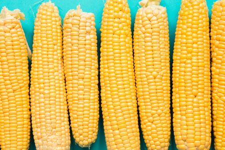 Freshly harvested corn on the cob on a blue background, summer food