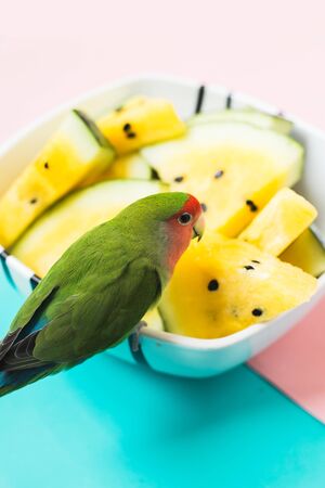 parrot lovebird sitting on a plate with pieces of yellow watermelon on a blue-pink background
