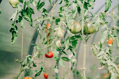 greenhouse with lots of young colorful tomatoesの写真素材