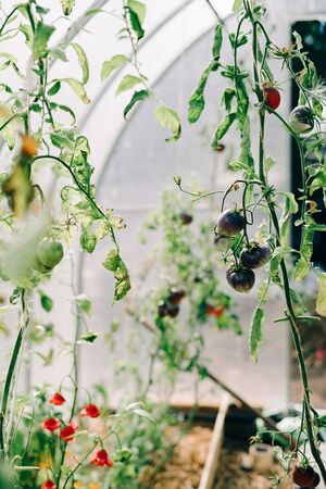 greenhouse with lots of young colorful tomatoesの写真素材