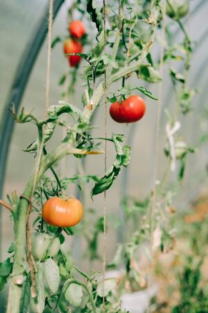 greenhouse with lots of young colorful tomatoesの写真素材
