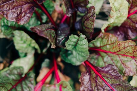 young multicolored beet leaves in the gardenの写真素材