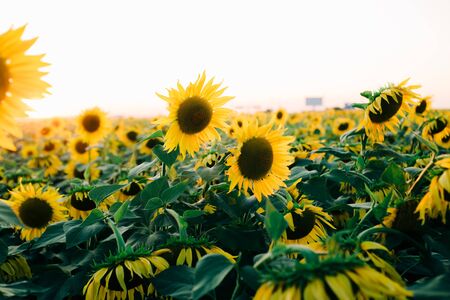 a field of beautiful bright colors of sunflowers in the sunset timeの写真素材
