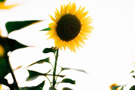 a field of beautiful bright colors of sunflowers in the sunset timeの写真素材