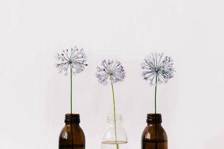 three purple round flowers in glass jars on a white background. spring seasons