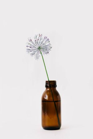 one purple round flowers in glass jars on a white background. isolatedの写真素材