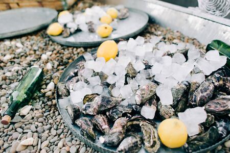 fresh oyster meat in a plate with ice and lemon slicesの写真素材