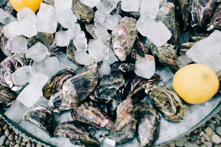 fresh oyster meat in a plate with ice and lemon slicesの写真素材