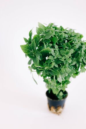 green Bush of fresh Basil in a pot