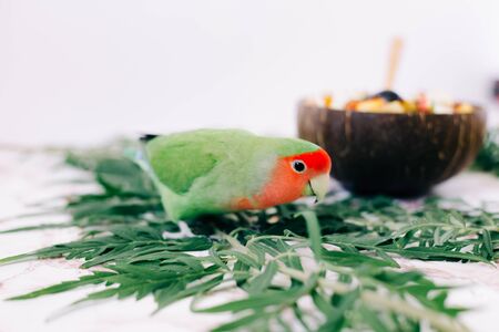 cute green lovebird parrot on tropical leaves