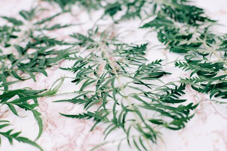beautiful green tropical leaves on a white marble background Flat lay. Copy space.の写真素材