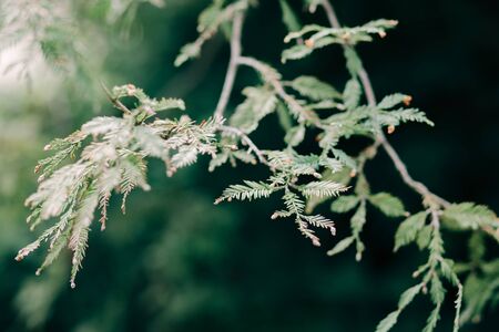 young green spruce branches with small conesの写真素材