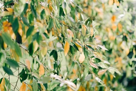 young leaves on tree branches in spring. natural background in the garden.