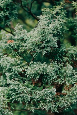 young green spruce branches with small cones